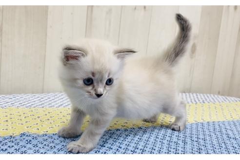 成約済の大阪府のサイベリアン-16550の2枚目