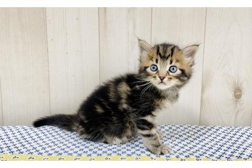 成約済の大阪府のサイベリアン-16551の5枚目