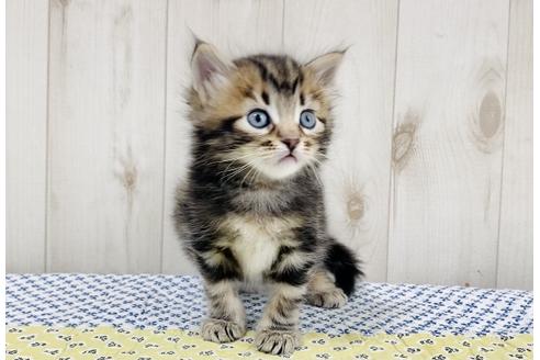 成約済の大阪府のサイベリアン-16551の2枚目