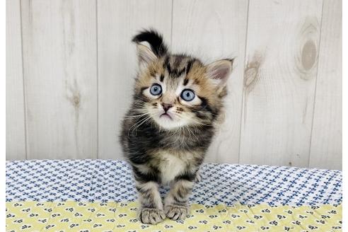 成約済の大阪府のサイベリアン-16551の3枚目