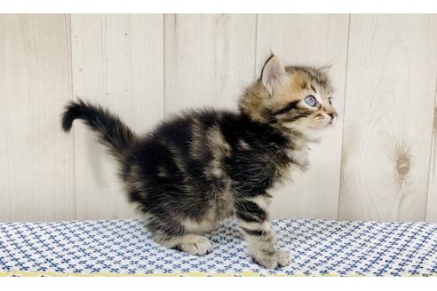 成約済の大阪府のサイベリアン-16551の4枚目