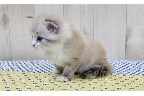 成約済の大阪府のサイベリアン-16552の3枚目