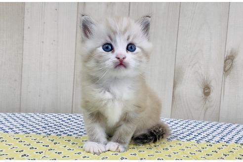 成約済の大阪府のサイベリアン-16552の2枚目