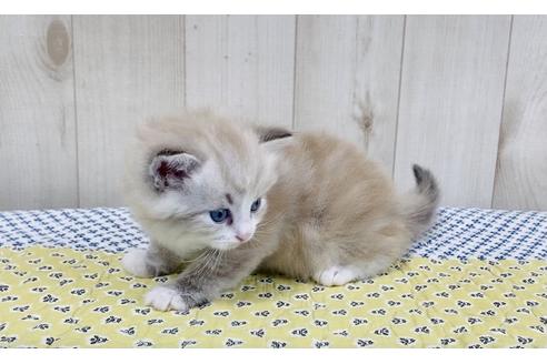 成約済の大阪府のサイベリアン-16552の4枚目