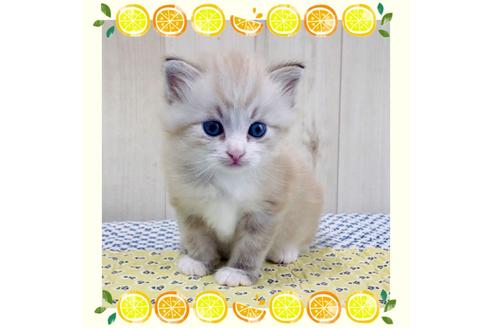 成約済の大阪府のサイベリアン-16552の1枚目