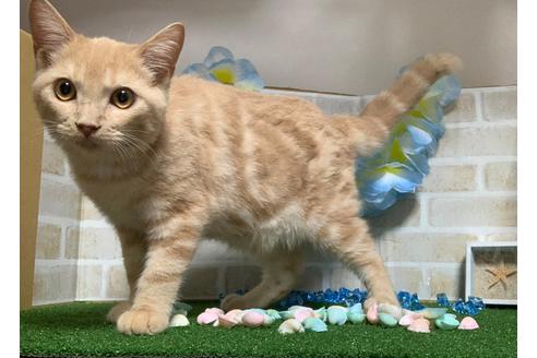 成約済の埼玉県のスコティッシュフォールド-15724の2枚目