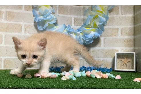 成約済の埼玉県のスコティッシュフォールド-15932の13枚目