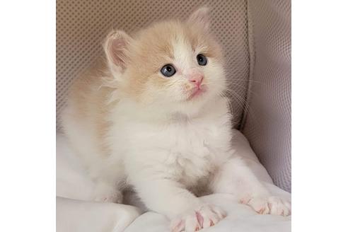 成約済の埼玉県のサイベリアン-16603