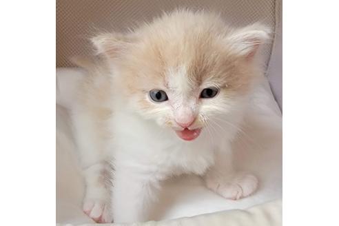 成約済の埼玉県のサイベリアン-16603の4枚目