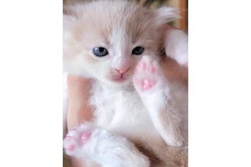 成約済の埼玉県のサイベリアン-16603の3枚目