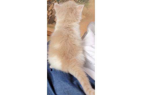 成約済の埼玉県のサイベリアン-16603の2枚目