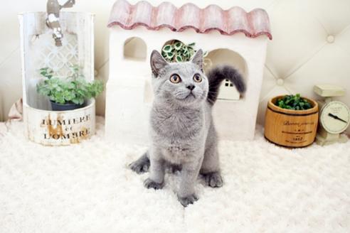 成約済の佐賀県のブリティッシュショートヘア-16611