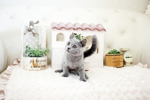 成約済の佐賀県のブリティッシュショートヘア-16611の5枚目