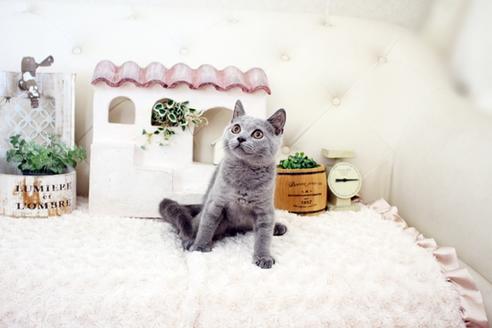 成約済の佐賀県のブリティッシュショートヘア-16611の4枚目