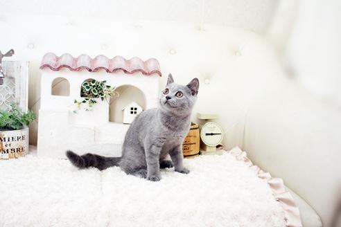 成約済の佐賀県のブリティッシュショートヘア-16611の3枚目