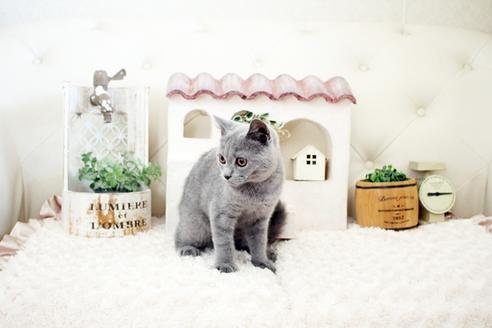 成約済の佐賀県のブリティッシュショートヘア-16611の2枚目