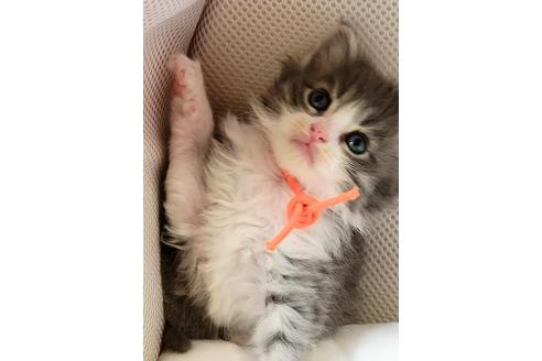 成約済の埼玉県のサイベリアン-16431の3枚目