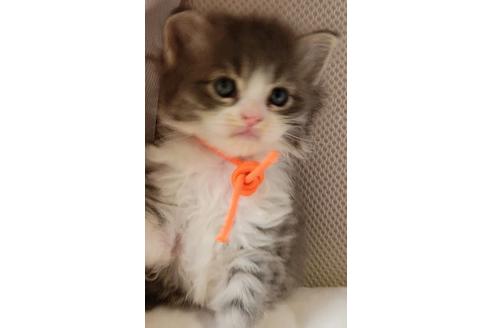 成約済の埼玉県のサイベリアン-16431