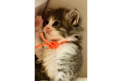 成約済の埼玉県のサイベリアン-16431の2枚目