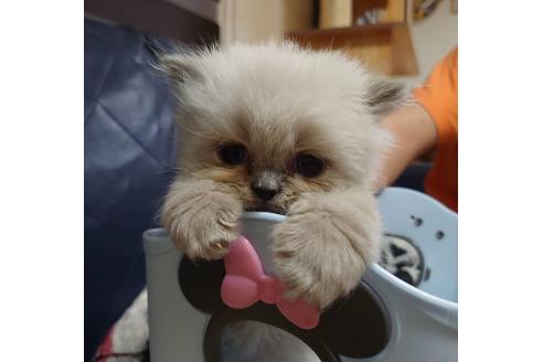 成約済の愛知県のヒマラヤン-16615の1枚目