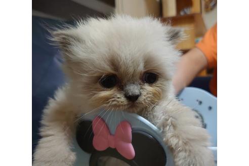 成約済の愛知県のヒマラヤン-16615の5枚目