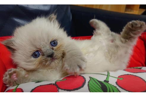 成約済の愛知県のヒマラヤン-16615の4枚目