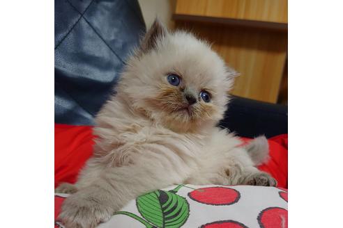 成約済の愛知県のヒマラヤン-16615の3枚目