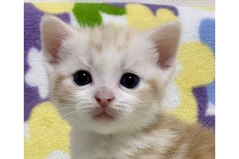 成約済の神奈川県のマンチカン-16616の1枚目