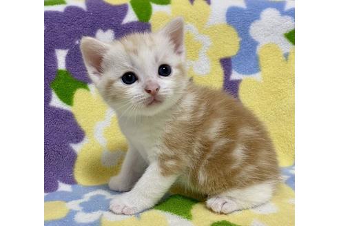成約済の神奈川県のマンチカン-16616の5枚目