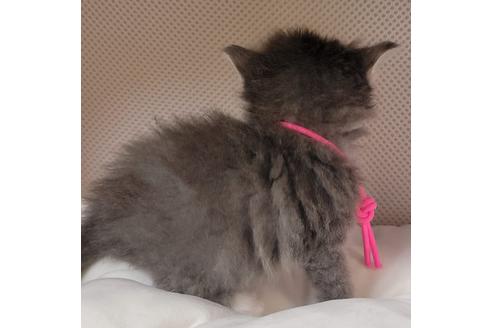 成約済の埼玉県のサイベリアン-16660の10枚目