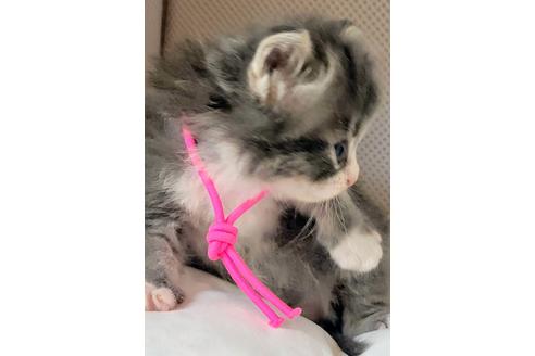 成約済の埼玉県のサイベリアン-16660の9枚目