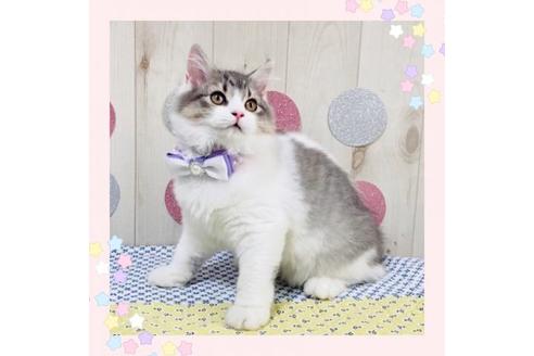 成約済の大阪府のラガマフィン-16685の1枚目