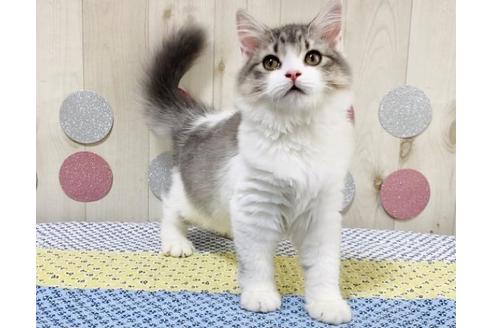 成約済の大阪府のラガマフィン-16685の6枚目