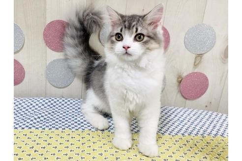 成約済の大阪府のラガマフィン-16685の5枚目