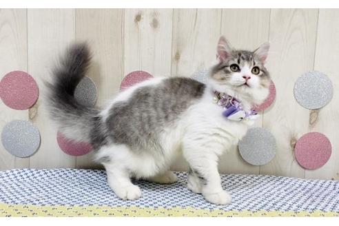 成約済の大阪府のラガマフィン-16685の3枚目