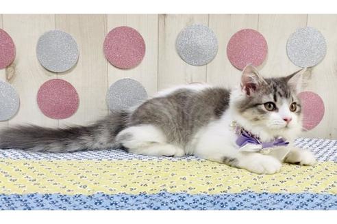 成約済の大阪府のラガマフィン-16685の2枚目