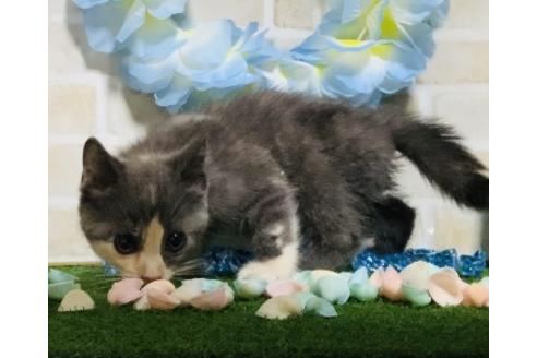 成約済の埼玉県のスコティッシュフォールド-15931の11枚目