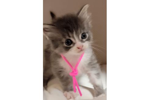 成約済の埼玉県のサイベリアン-16660の8枚目