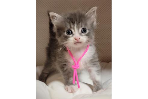 成約済の埼玉県のサイベリアン-16660の6枚目