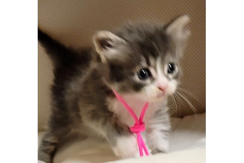 成約済の埼玉県のサイベリアン-16660の5枚目