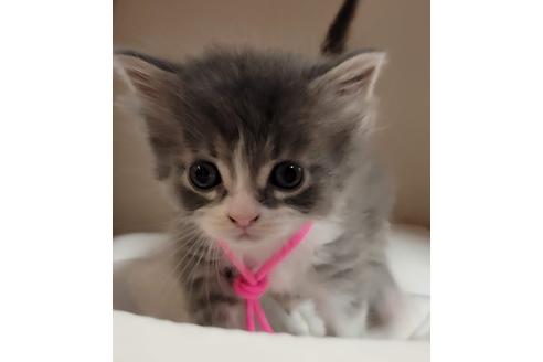 成約済の埼玉県のサイベリアン-16660の4枚目