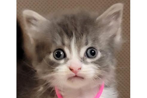 成約済の埼玉県のサイベリアン-16660の3枚目