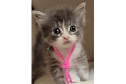 成約済の埼玉県のサイベリアン-16660の2枚目