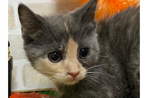 成約済の埼玉県のスコティッシュフォールド-15931の9枚目
