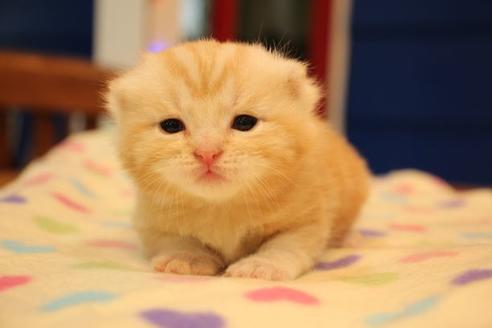 成約済の大阪府のマンチカン-16771の6枚目