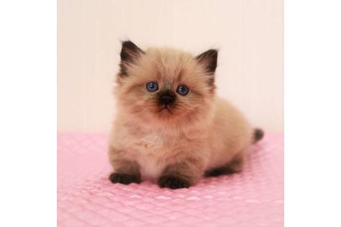 成約済の福岡県のマンチカン-16784の1枚目