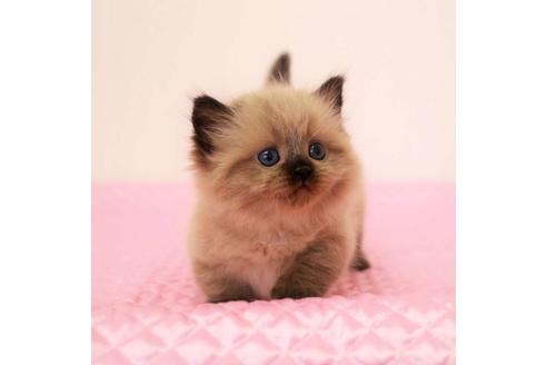 成約済の福岡県のマンチカン-16784の9枚目