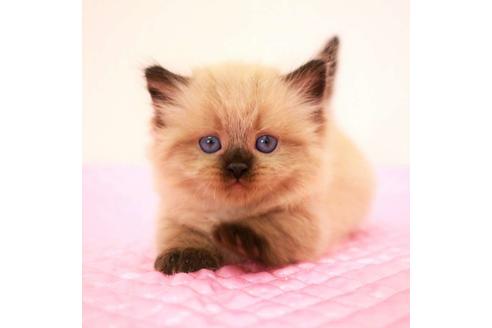 成約済の福岡県のマンチカン-16784の8枚目