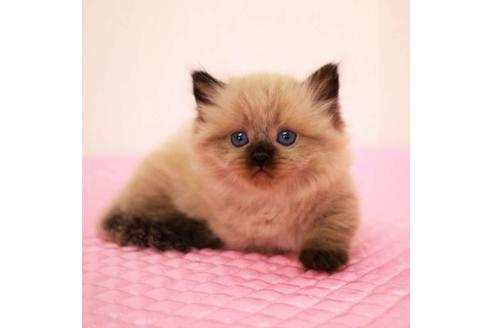 成約済の福岡県のマンチカン-16784の7枚目