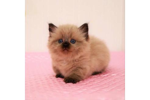 成約済の福岡県のマンチカン-16784の5枚目